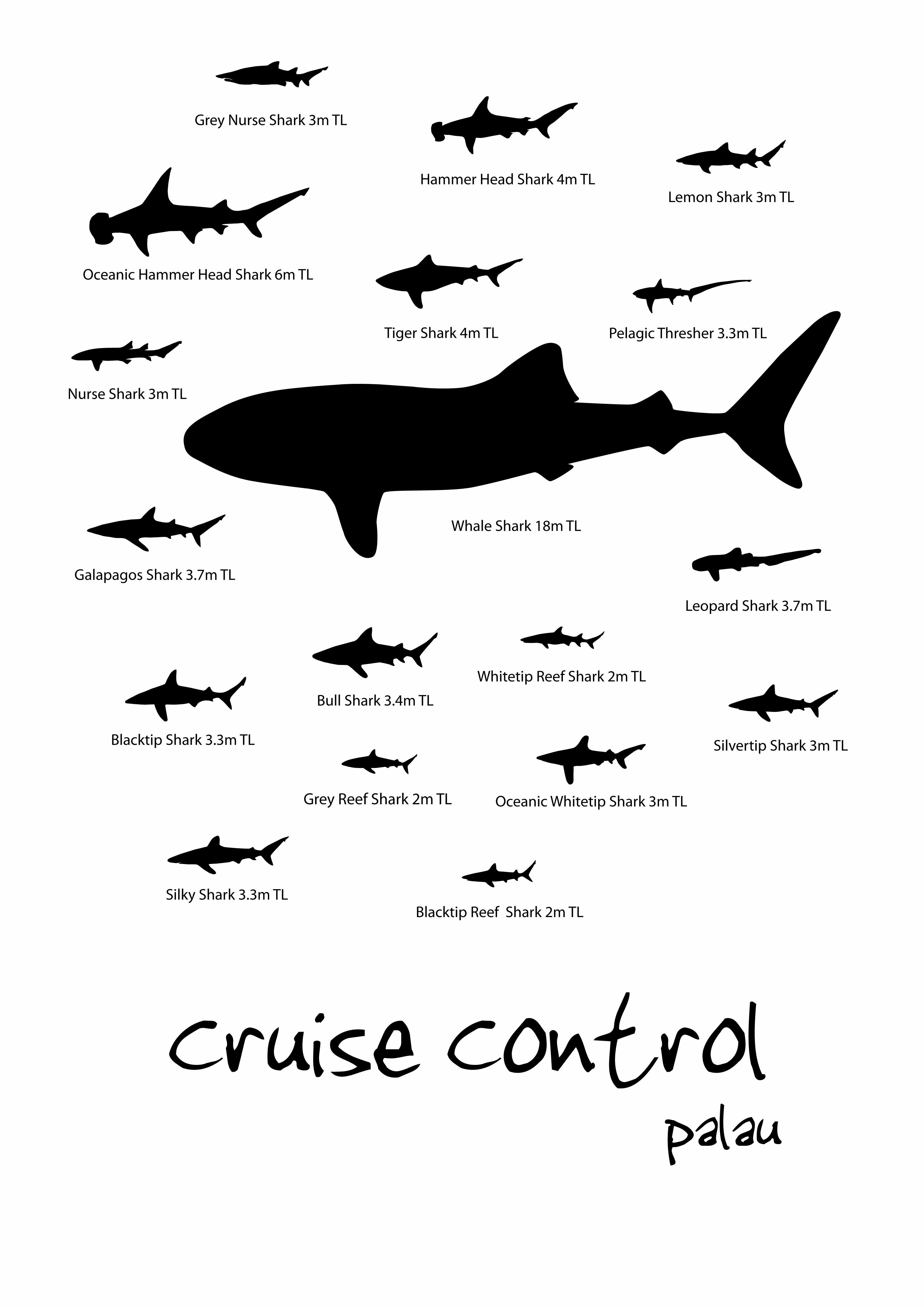 Cruise Control Palau Cruise Control Palau